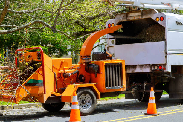 Best Tree Disease Treatment  in Weston, WV